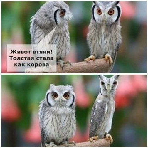 Живот итяии Толстая стала как корона