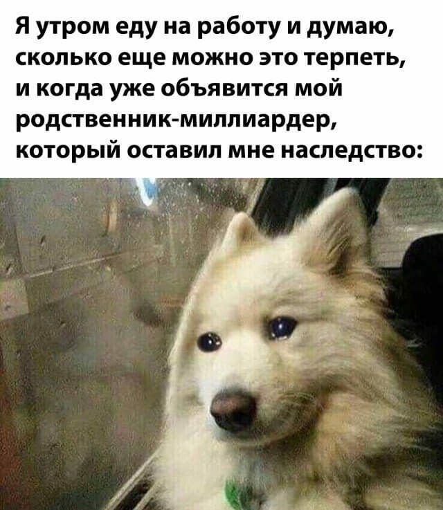 Я утром еду на работу и думаю сколько еще можно это терпеть и когда уже объявится мой родственник миллиардер который оставил мне наследство