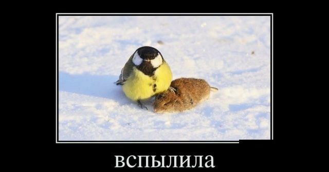 ВСПЫЛИЛЗ