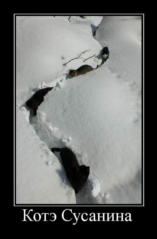 Котэ Сусанина