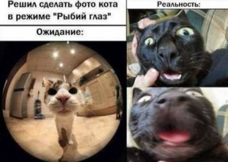 Решид сделан Фот кота Реддышпь в режиме Рыбин где 1