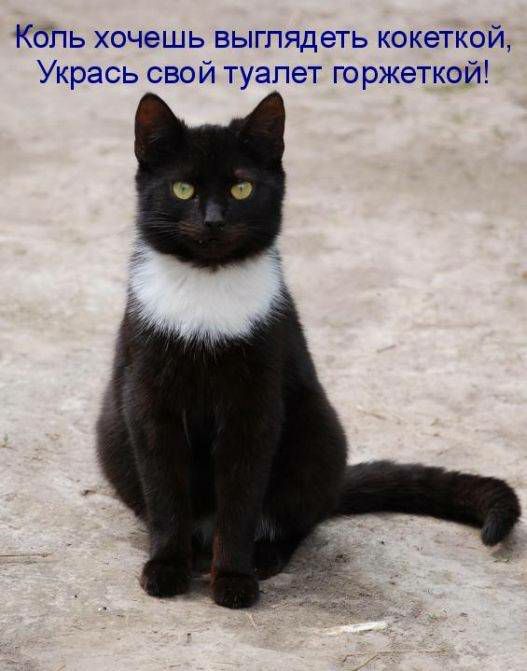 Кбпь хочешь выглядеть кокеткой Укрась свой туалет горжеткой