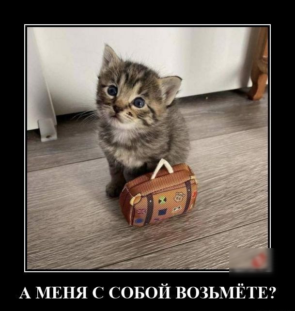А МЕНЯ с совой ВОЗЬМЁТЕ