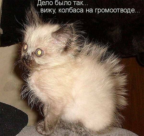 Дело было так вижу колбаса на громоотводе