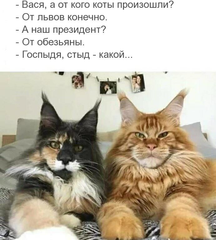 Вася а от кого коты произошли От львов конечно А наш президент От обезьяны Госпыдя стыд какой