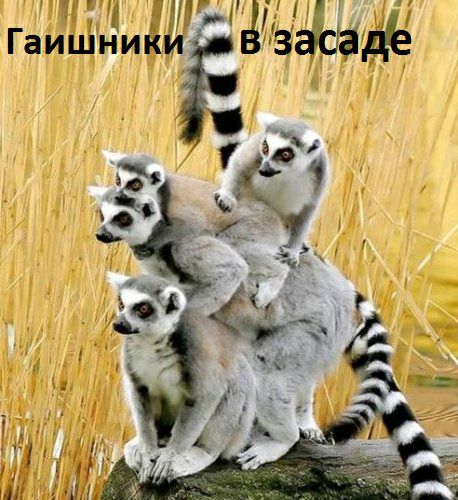 Н ГаиШний