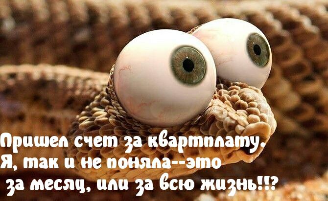 Пришед счет 33 квартплату я так и не поняла что за месяц пт за всю ЕЧЗЁЗЁЁЗЁ