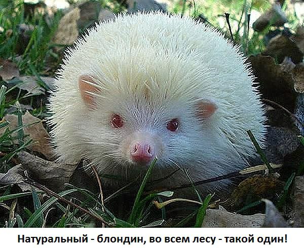 Натуральный блондин во всем лесу таой адин