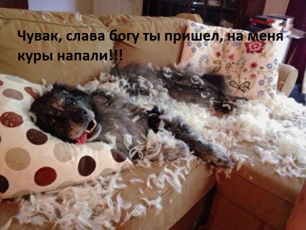 ЫУ Чувак слава гу ты п КЧ куры напали 7 шел на еня
