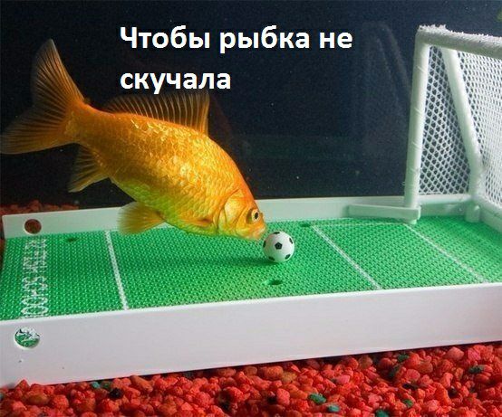 Чтобы рыбка не скучала