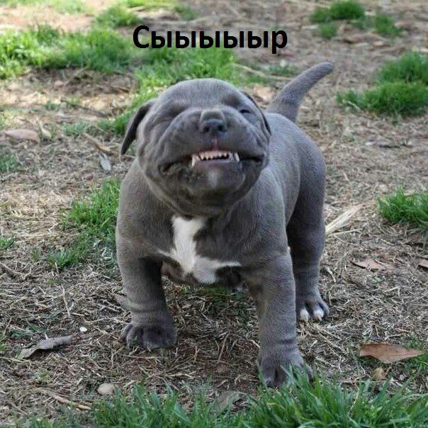 ТЕМЫЁ ТЁвТ