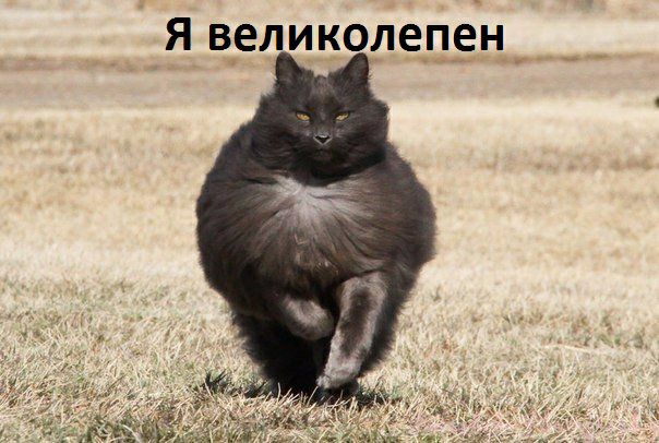 Я в_елик_олепен