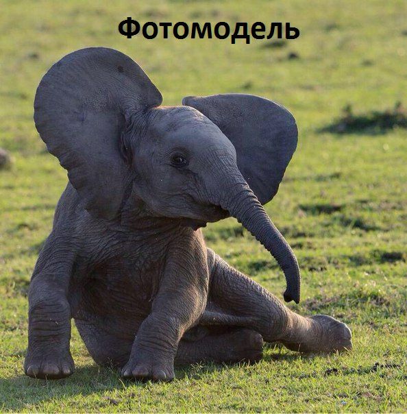 Фотомодедъ