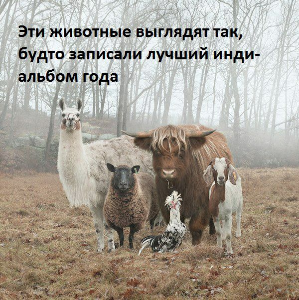 Эти животные выглядят так будто записали лучший инди альбоэзм года