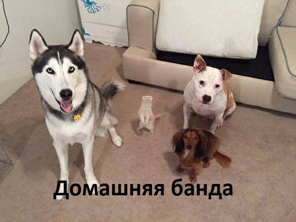Зиашняя б нда