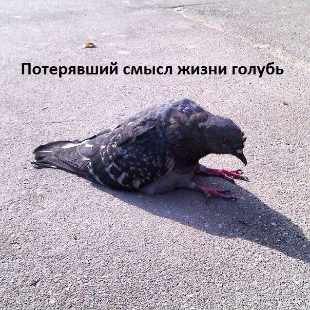 А Потерявший смысл жизни голубь