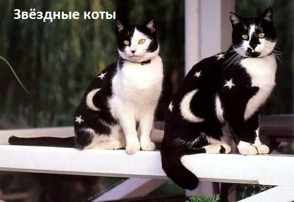 Звёздные коты