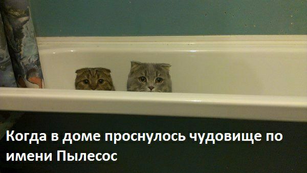 Когда в доме проснулось чудовище по имени Пылесос