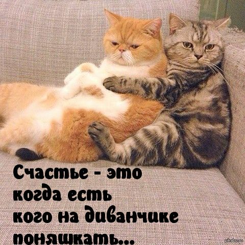 1 Счастье это когда есть кого на диванчике пбияшпать