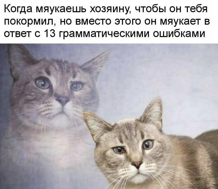 Когда мяукаешь хозяину чтобы он тебя покормип но вместо этого он мяукает в ответ с 13 грамматическими ошибками