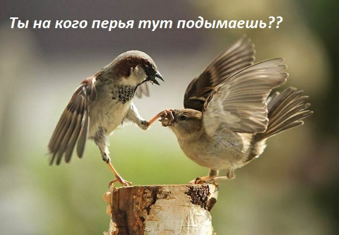 _ Ты на кого перья тут подымаешь