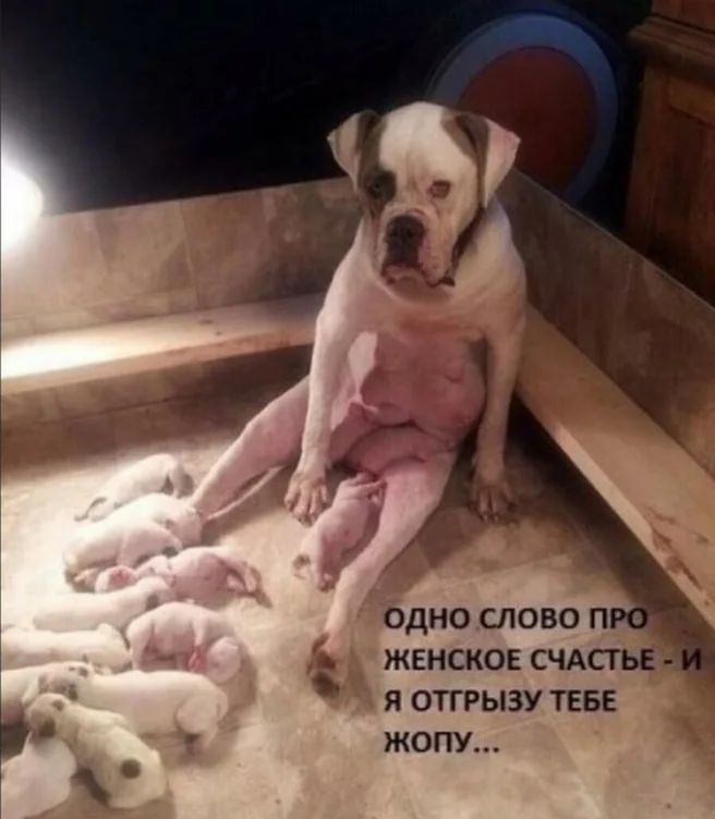 одно слово п женское счдсгье я отгрызу ТЕБЕ Ь жопу