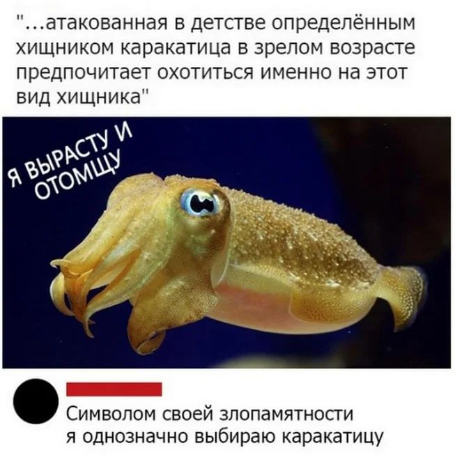 атакованная в детстве определённым хищником каракатица в зрелом возрасте предпочитает охотиться именно на этот вид хищника _ СИМВОПОМ СВОЕЙ ЗЛОПдМЯТНОСТИ Я ОДНОЗНЗЧНО выбираю каракатицу