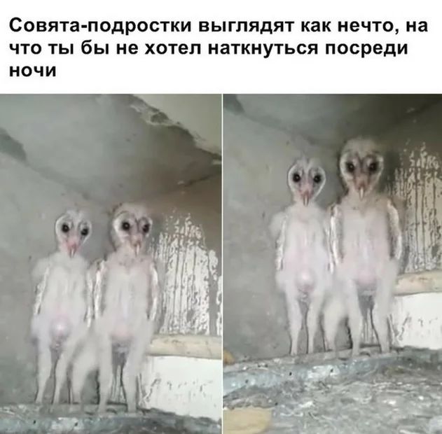 СОВЯТа ПОДРООТКИ ВЫГПЯДЯТ как нечто на ЧТО ТЫ бы не хотел НЗТКНУТЬСЯ посреди НОЧИ