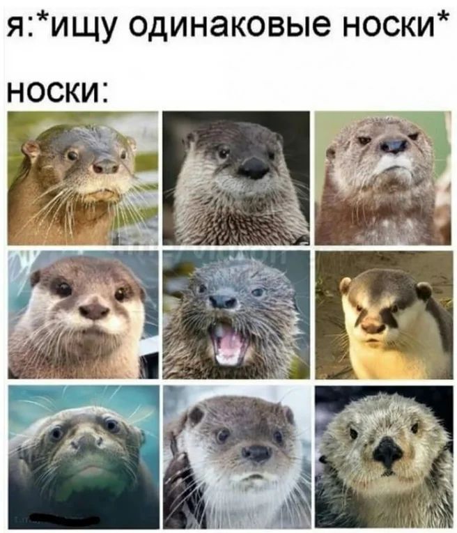 яищу одинаковые носки