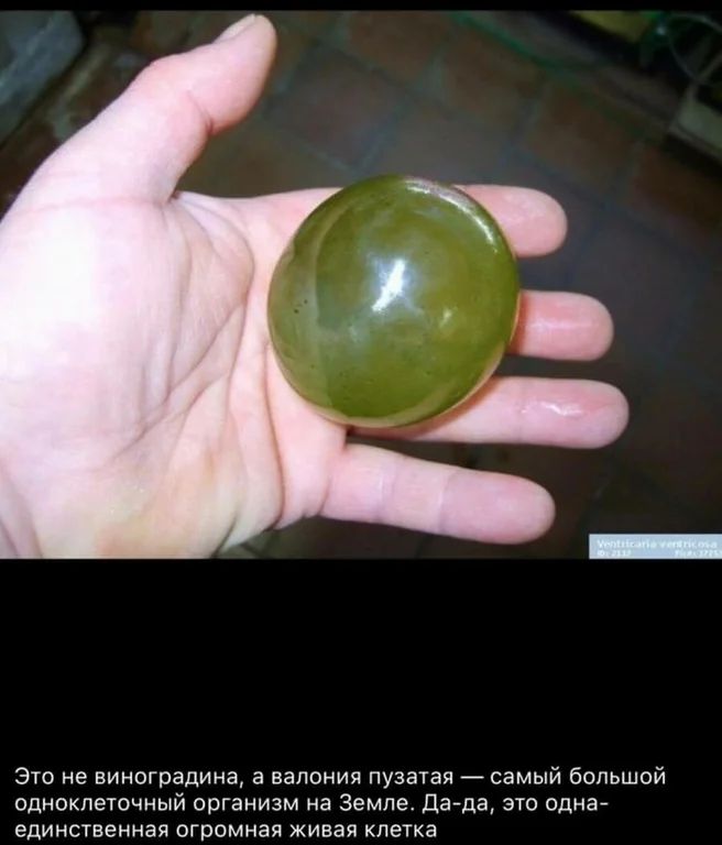 Это не виноградина а валония пузатая цсамый большой одноклеточный организм на Земле Дада это одна единственная огромная живая клетка