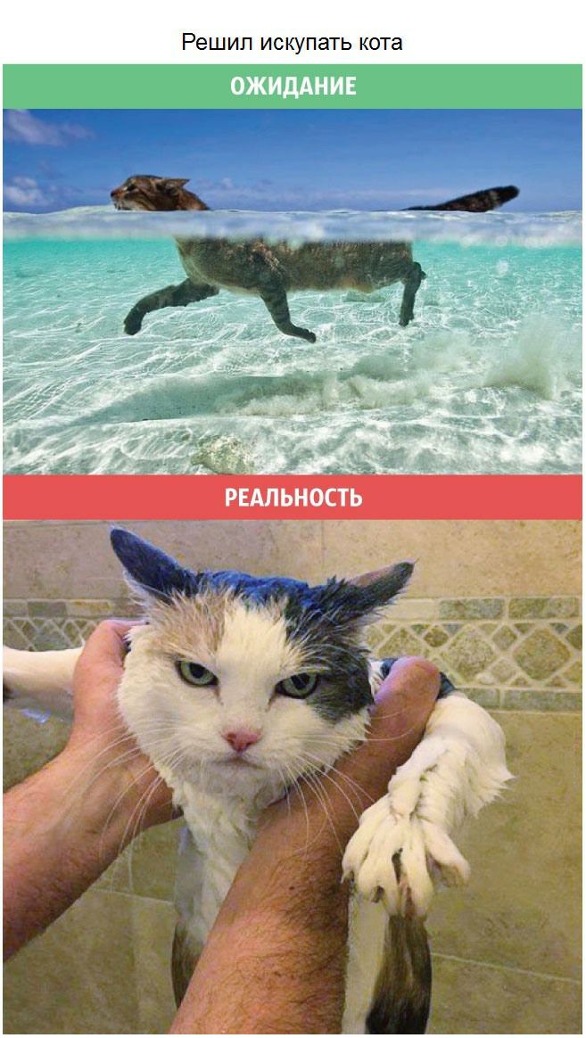 Реш ИП ИСКУПЗТЬ кота