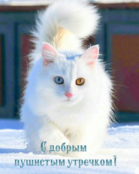 Ц щзы ЕЁТКПЛ Т 13411 _ 1155