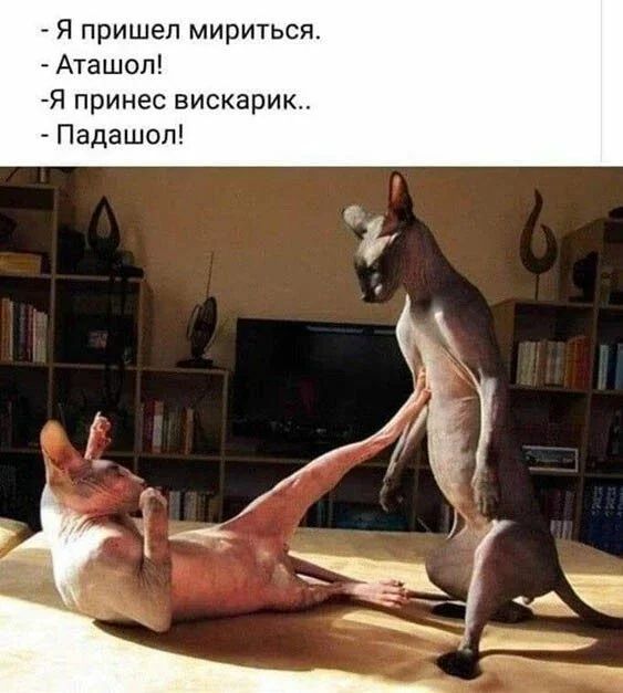 Я пришел мириться Аташоп Я принес вискарик Падашол