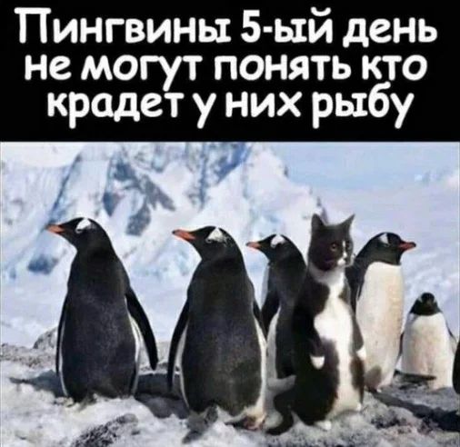 Пингвины 5 ый день не могут понять кто крадет у них рыбу _ 1 ч__
