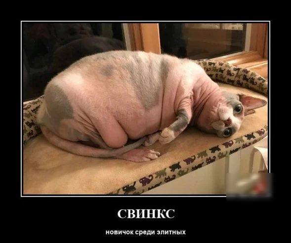 СВИНКС новичок среди элитных