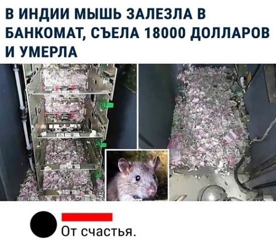 В ИНдИИ МЫШЬ ЗАЛЕЗЛА В БАНКОМАТ СЪЕЛА 18000 дОЛЛАРОВ И УМЕРЛА От счастья