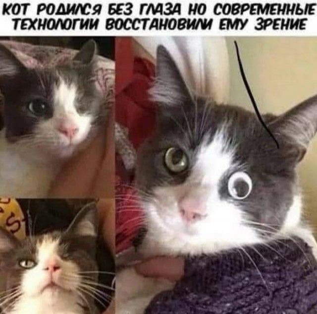 КОТ РОДПСЯ БЕЗ ГМЗА НО СОВРЕМЕННЫЕ ТЕХНОФГИ ВОССТАНОВИМ ЕМУ ЗРЕНИЕ