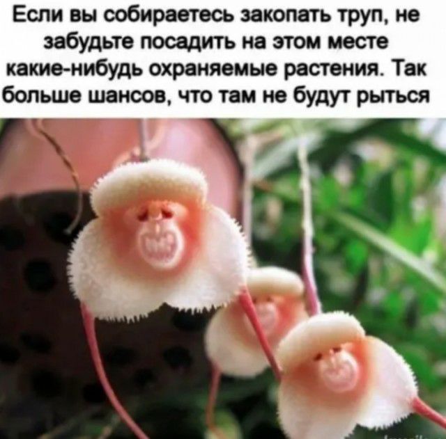 Если вы собираетесь закопать труп не забудьте посадить на этом месте какие нибудь охраняемые растения Тек больше шансов что там не будут рыться