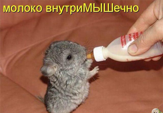 молоко а 1