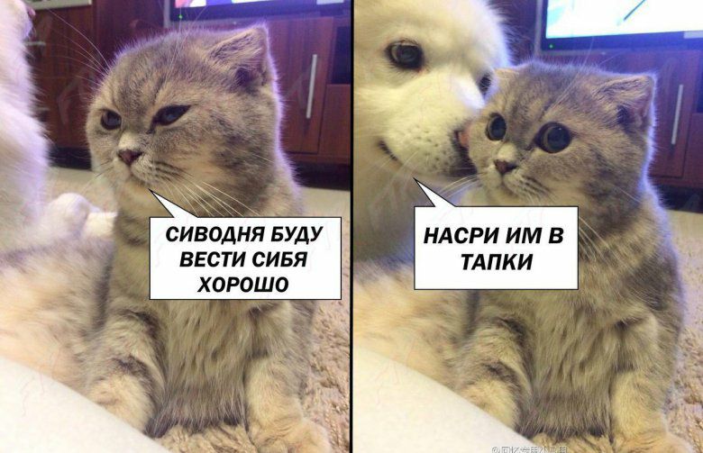 СИВОДНЯ БУДУ НАСРИ ИМ В ВЕСТИ СИБЯ ТАПКИ ХОРОШО