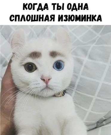 КОГ АА ТЫ ОДНА СПАОШНАЯ ИЗЮМИНКА