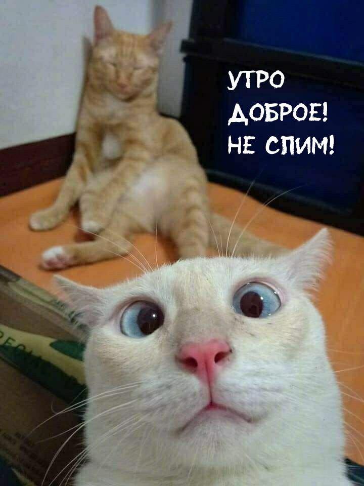 утро Аовров нв спи