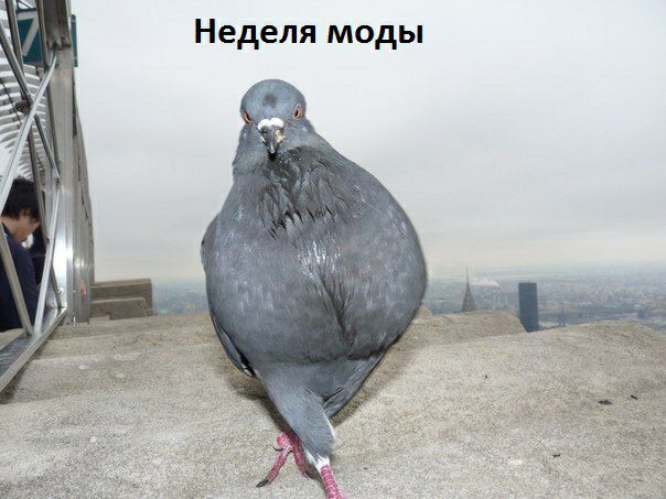 Неделя моды