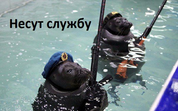 Несут службу