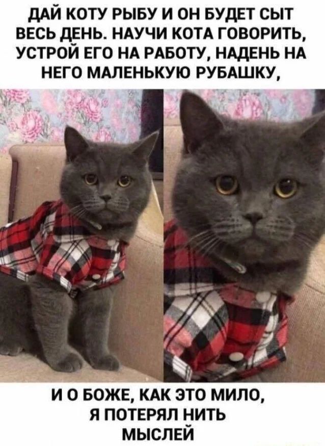 дАЙ КОТУ РЫБУ И ОН БУДЕТ СЫТ ВЕСЬ дЕНЬ НАУЧИ КОТА ГОВОРИТЬ УСТРОЙ ЕГО НА РАБОТУ НАДЕНЬ НА НЕГО МАЛЕНЬКУЮ РУБАШКУ ггг __ и о вожв КАК это мило я потерял нить мыслей