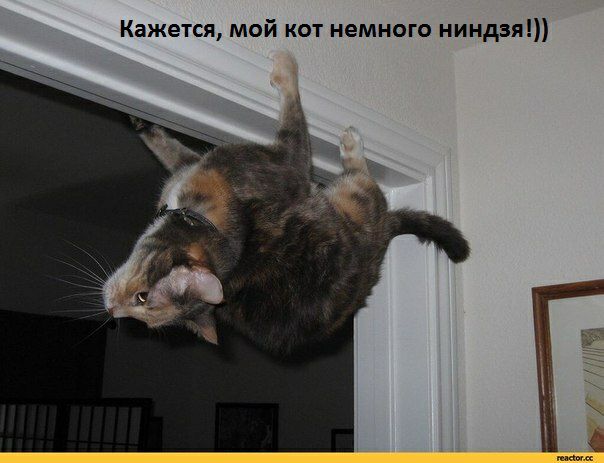Кажется мой кот немного ниндзя