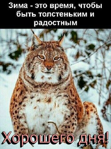 Зима это время чтобы бЬТЬ ТОПСТеНЬКИМ И РЗДОСТНЫМ ад