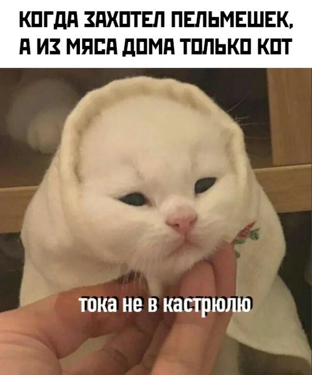 КПГдд ЗПХПТЕП ПЕЛЬМЕШЕК П И МЯЕП дПМд ТППЬКП КПТ тока не В кастрюлю