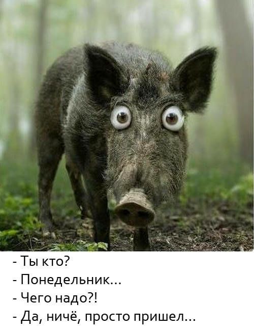 Ты кто Понедельник Чего надо Да ничё просто пришел