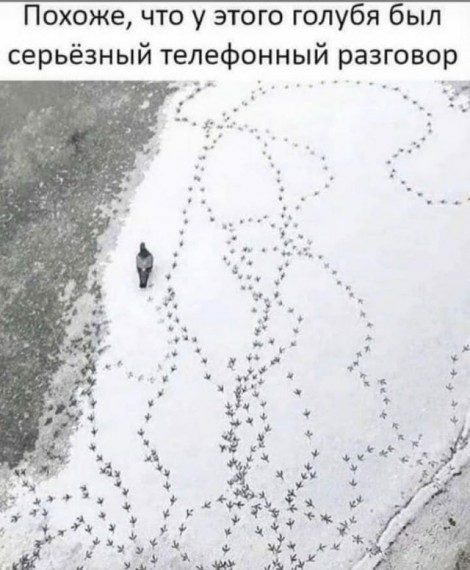 Похоже что у этого голубя был серьёзный телефонный разговор